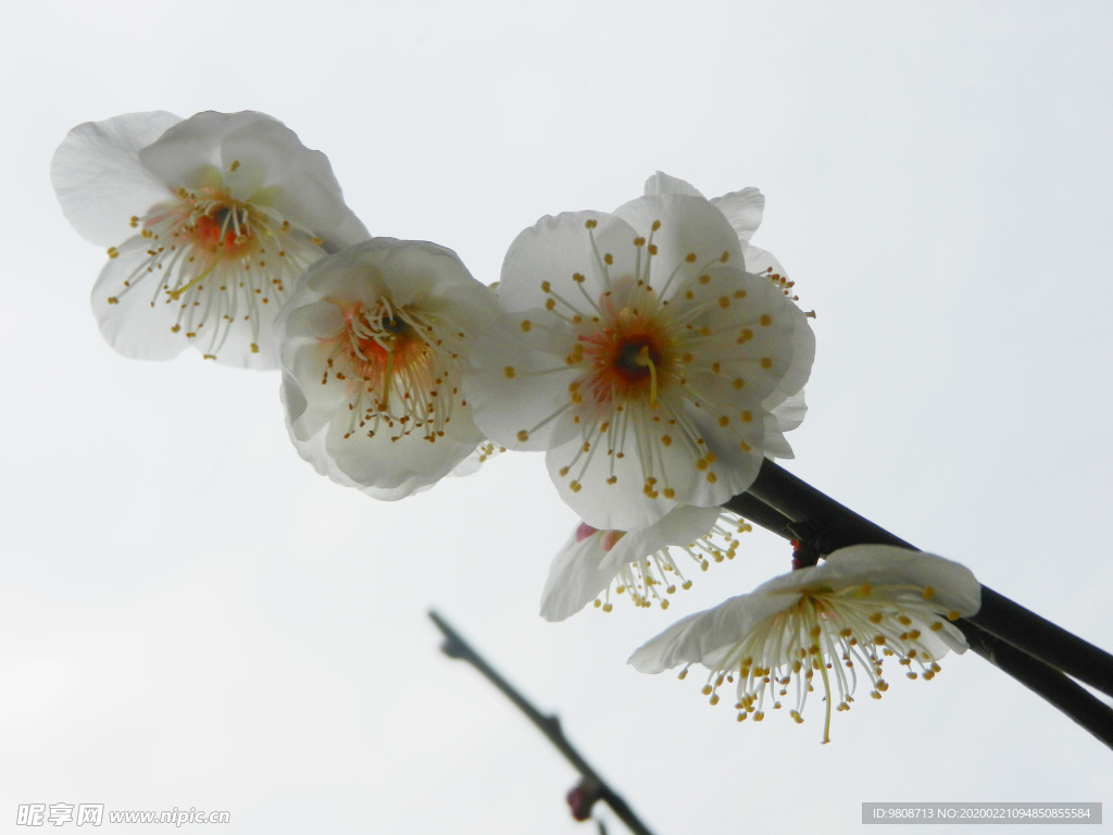 梅花