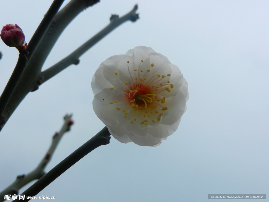 梅花