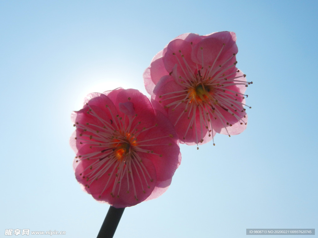梅花