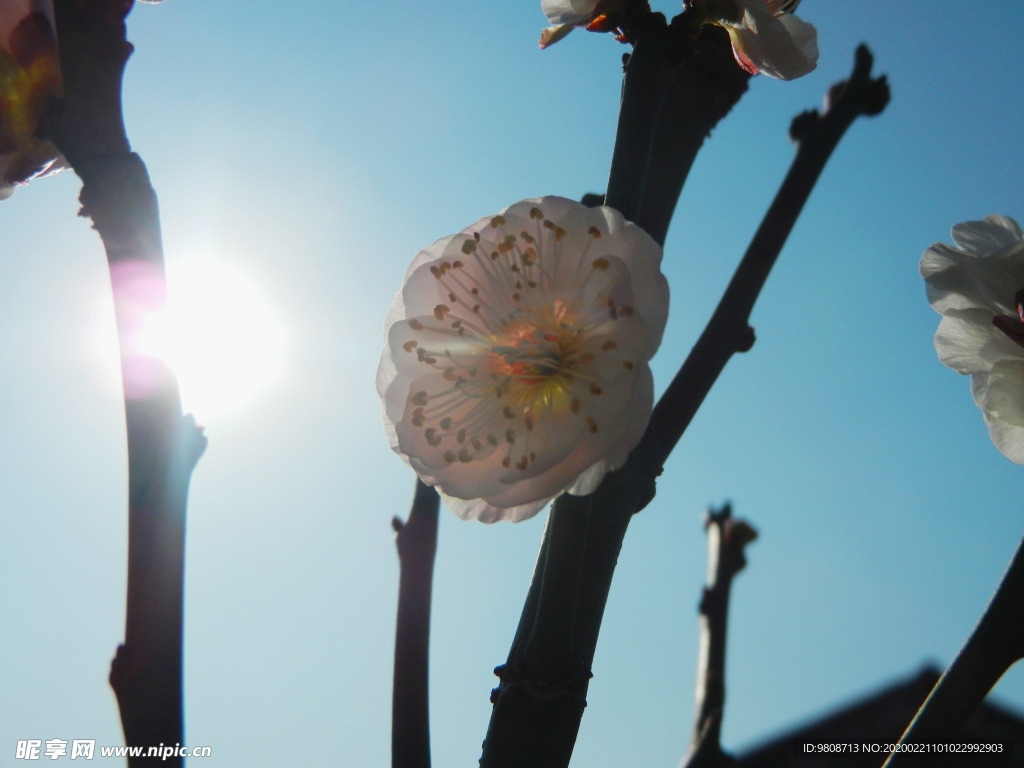 梅花