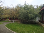 竹林小路