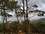 高山上的树