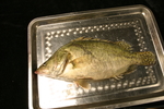 桂鱼