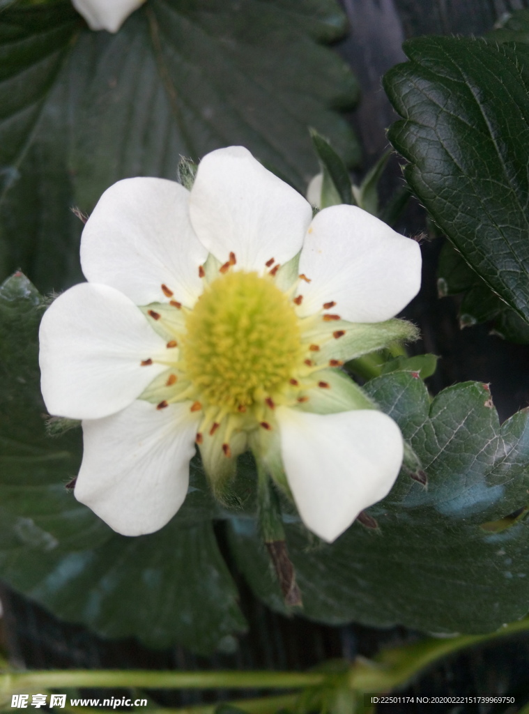 草莓花蕊
