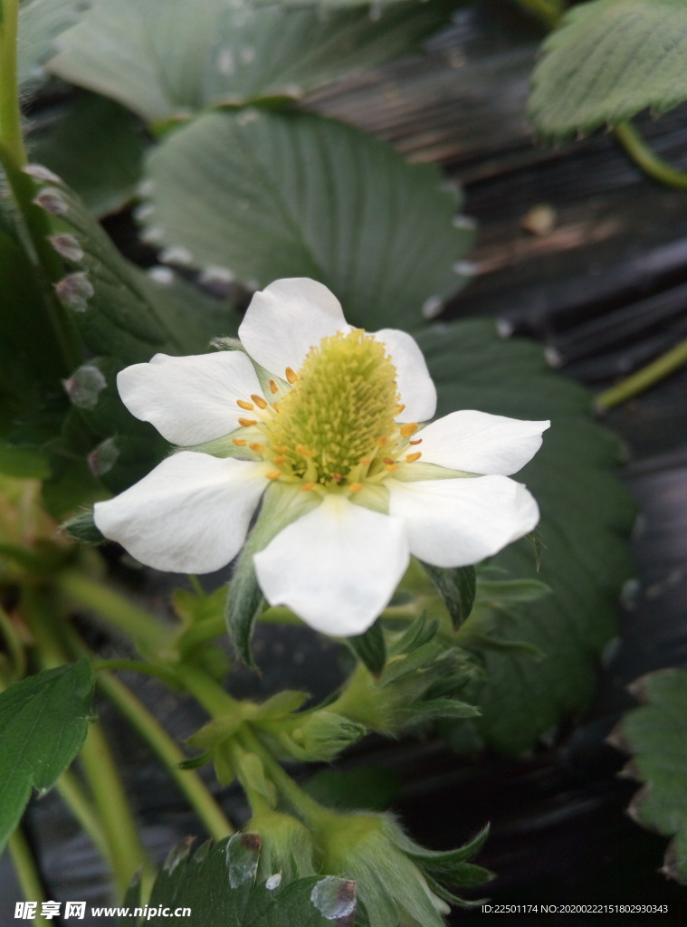 草莓花