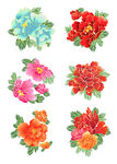牡丹花素材