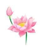 粉色荷花