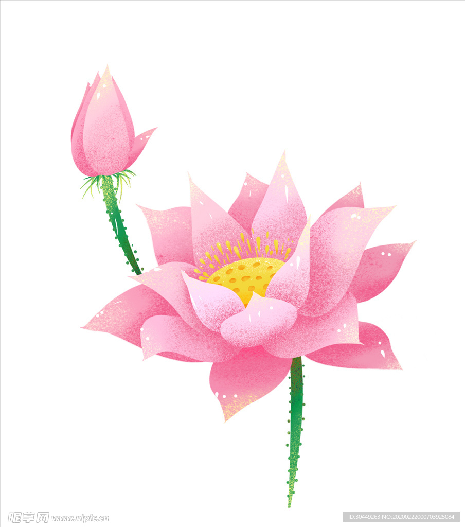 粉色荷花