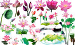 莲花