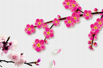 桃花  桃花花枝  花开