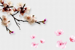 桃花  桃花花枝  花开 花瓣