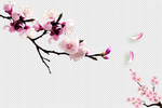 桃花  桃花花枝  花开