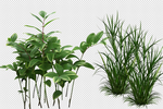 草 野草 花草 杂草 绿草
