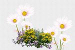 野花 鲜花