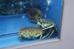面包蟹 蟹  螃蟹