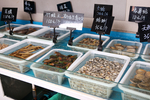 海产  水产 美食  海洋生物