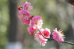 梅花