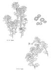 线描花朵