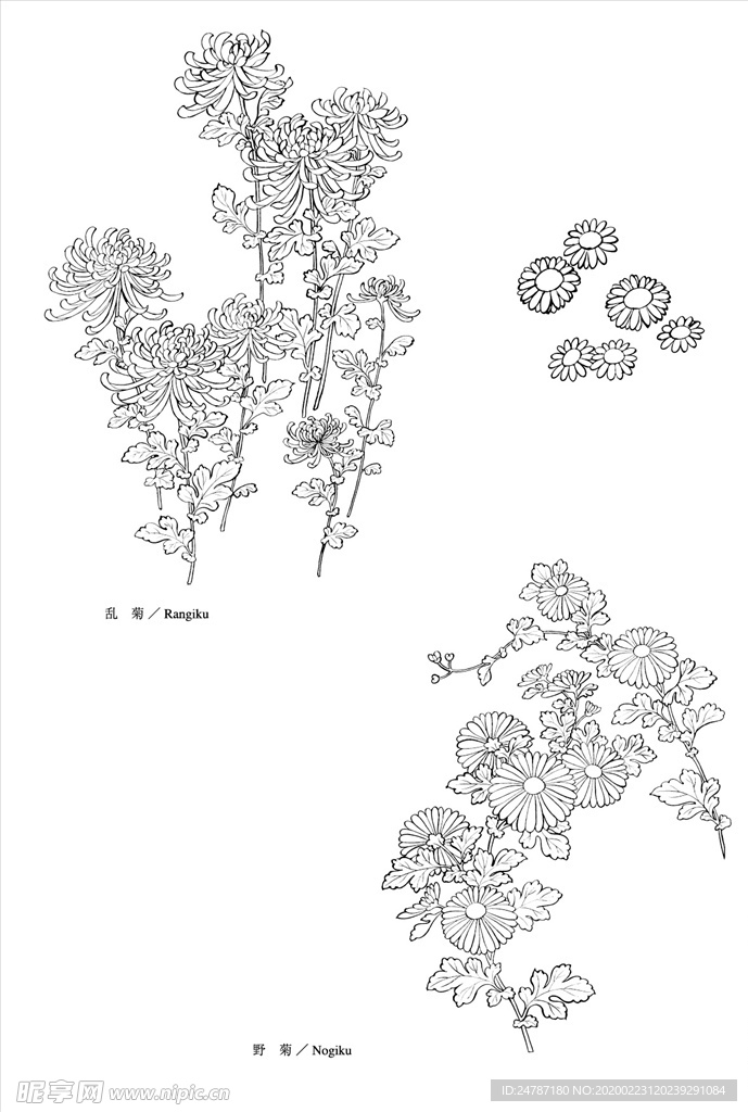 线描花朵