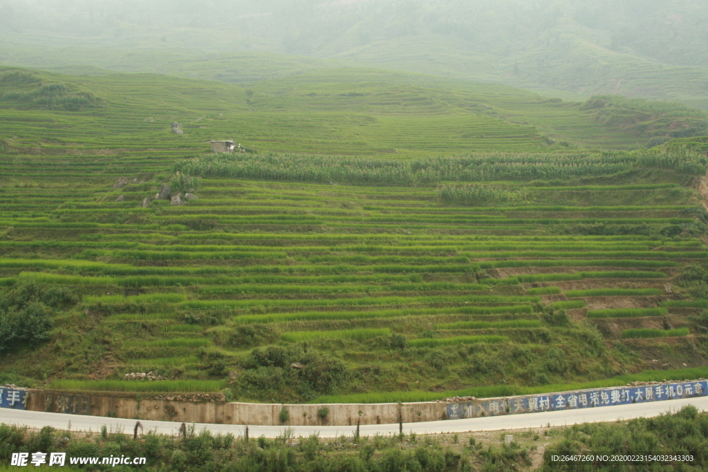 路边水稻 山梯田