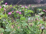 蚕豆 豆苗  花 花朵 野花