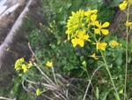 油菜花 油菜 花 花朵 野花