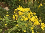 油菜花 油菜 花 花朵 野花