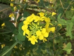 油菜花 油菜 花 花朵 野花