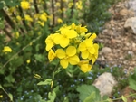 油菜花 油菜 花 花朵 野花