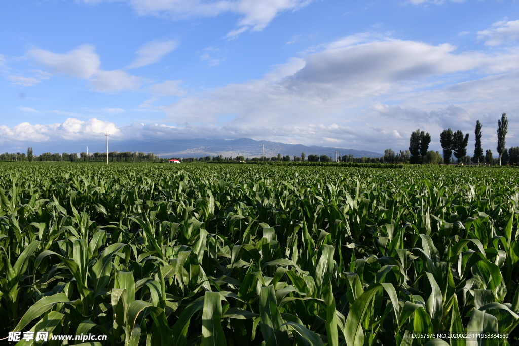 玉米蓝天