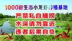 小龙虾养殖