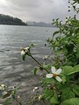 岸边花特写