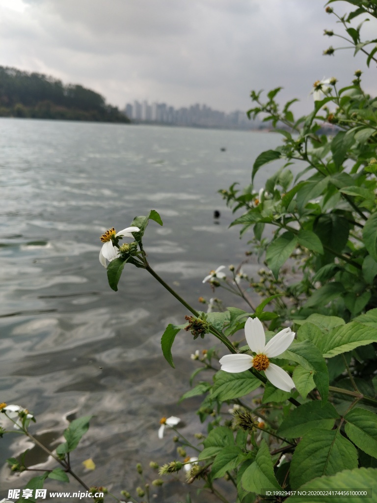 岸边花特写