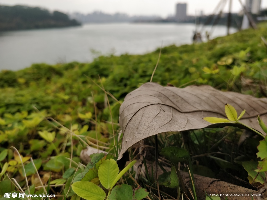 岸边枯叶微距