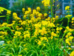 油菜花