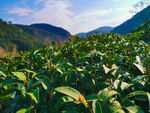 茶树