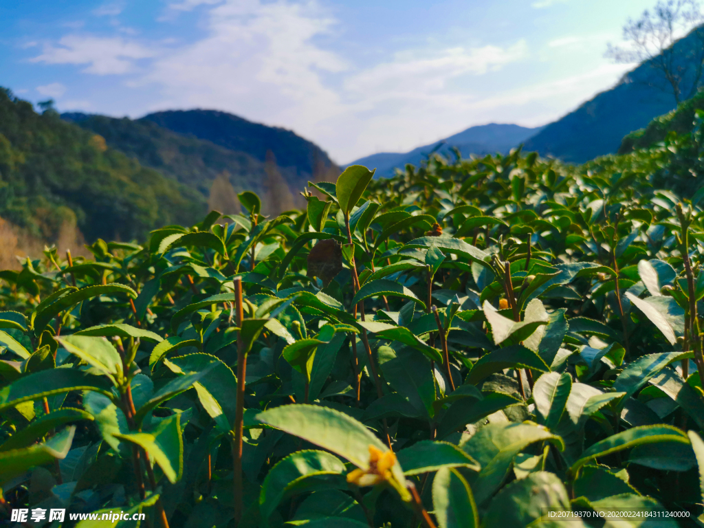 茶树