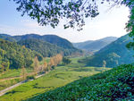 杭州梅家坞