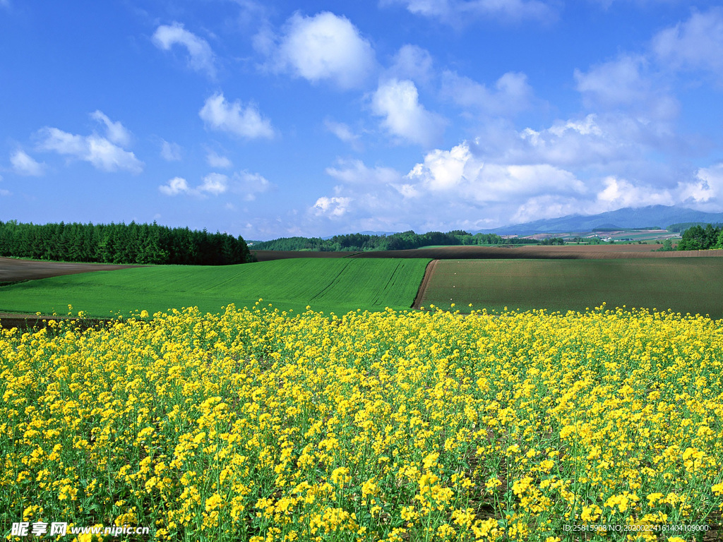 蓝天油菜花