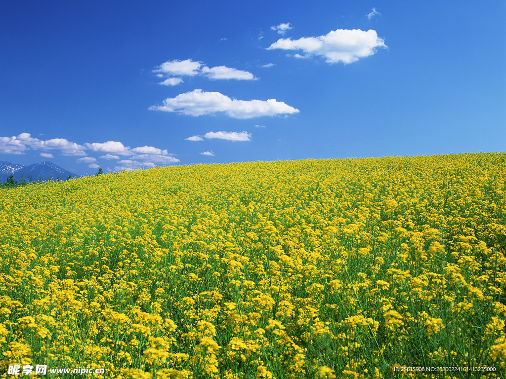 蓝天油菜花