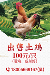 农家土鸡出售