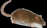 老鼠