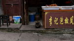小猫