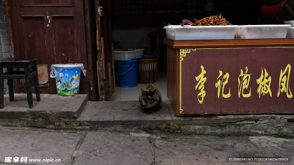 小猫