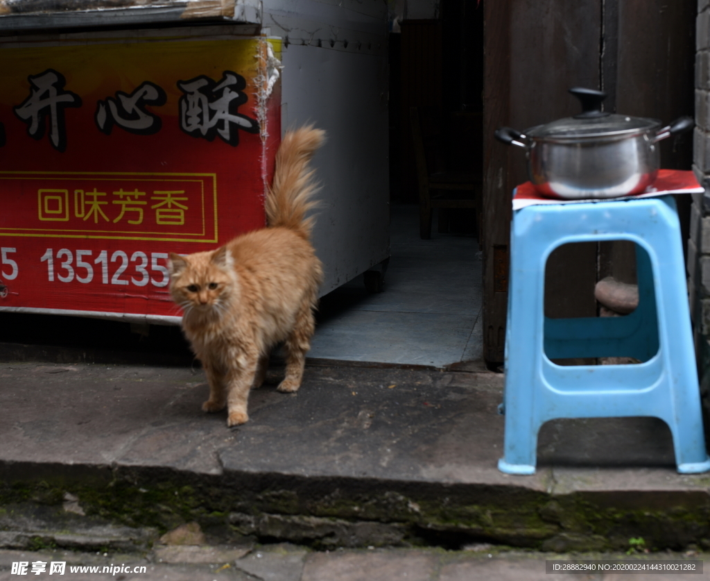 猫咪