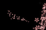 樱花花瓣源文件