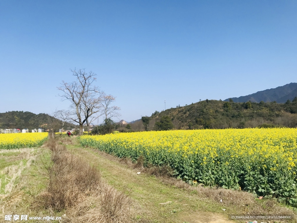 天空 晴朗天气 油菜花