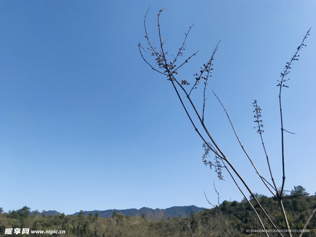 树枝