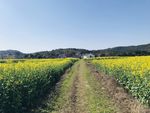 花 黄色 田园 乡村风景 油菜