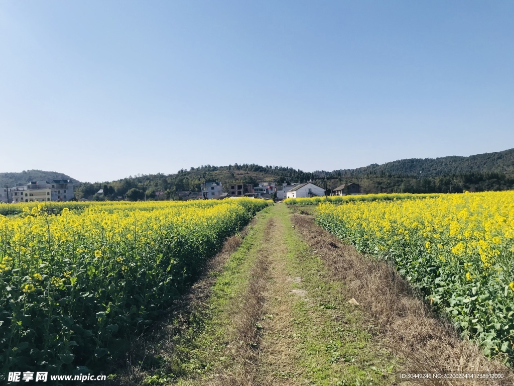 花 黄色 田园 乡村风景 油菜